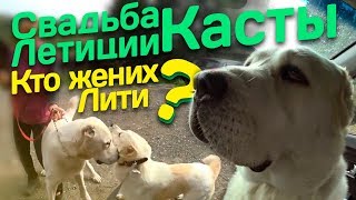 КАК ПОВЯЗАТЬ💕 СОБАК🐶🐾 КАК ПОВЯЗАТЬ💕 СОБАК🐶🐾