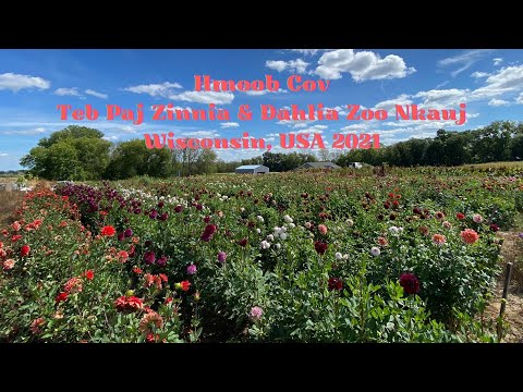 Video: Zinnia Zoo Nkauj