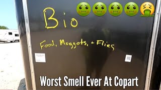 Flies, Maggots, Bio, Copart Walk Around 🤢🤮