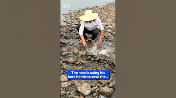 Man saves fish with his bare hands