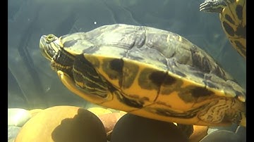 Red-eared Sliders (Trachemys scripta elegans)