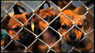 Animal Shelter PSA: Don't Shop, Adopt