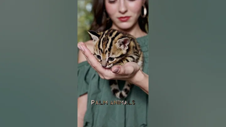 Video 6993311: tiny bengal kitten, cutest bengal kittens