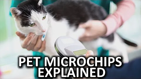 How Do Pet Microchips Work? - DayDayNews