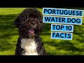 Portuguese Water Dog - TOP 10 Interesting Facts の動画、YouTube動画。