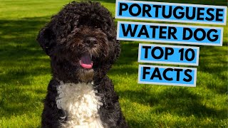 Portuguese Water Dog  TOP 10 Interesting Facts
