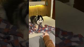 Querem Vídeo Montando A Arvore?