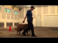 Dexter (Golden Retriever) Boot Camp Dog Training Video Dexter (Golden Retriever) Boot Camp Dog Training Video