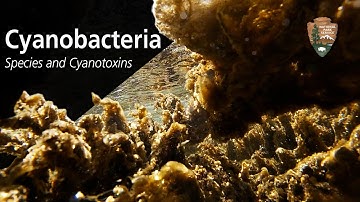 Cyanobacteria in Zion National Park: Species and cyanotoxins