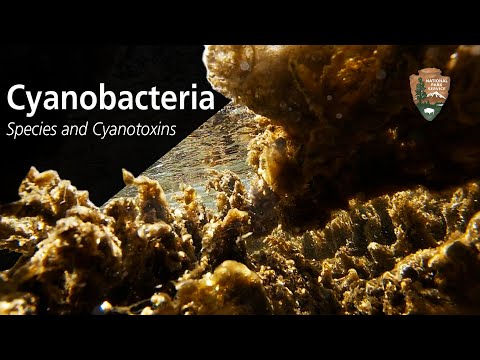 Cyanobacteria in Zion