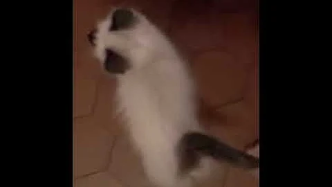 Mina et ses miaou