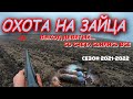 ОХОТА НА ЗАЙЦА. Сезон 2021-2022. Зайца очень много!!!