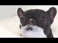 Hilarious French Bulldog Compilation 🐶