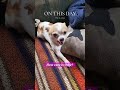 How Cute Cute puppy dog video #cutepuppy #Chihuahua #cutedog