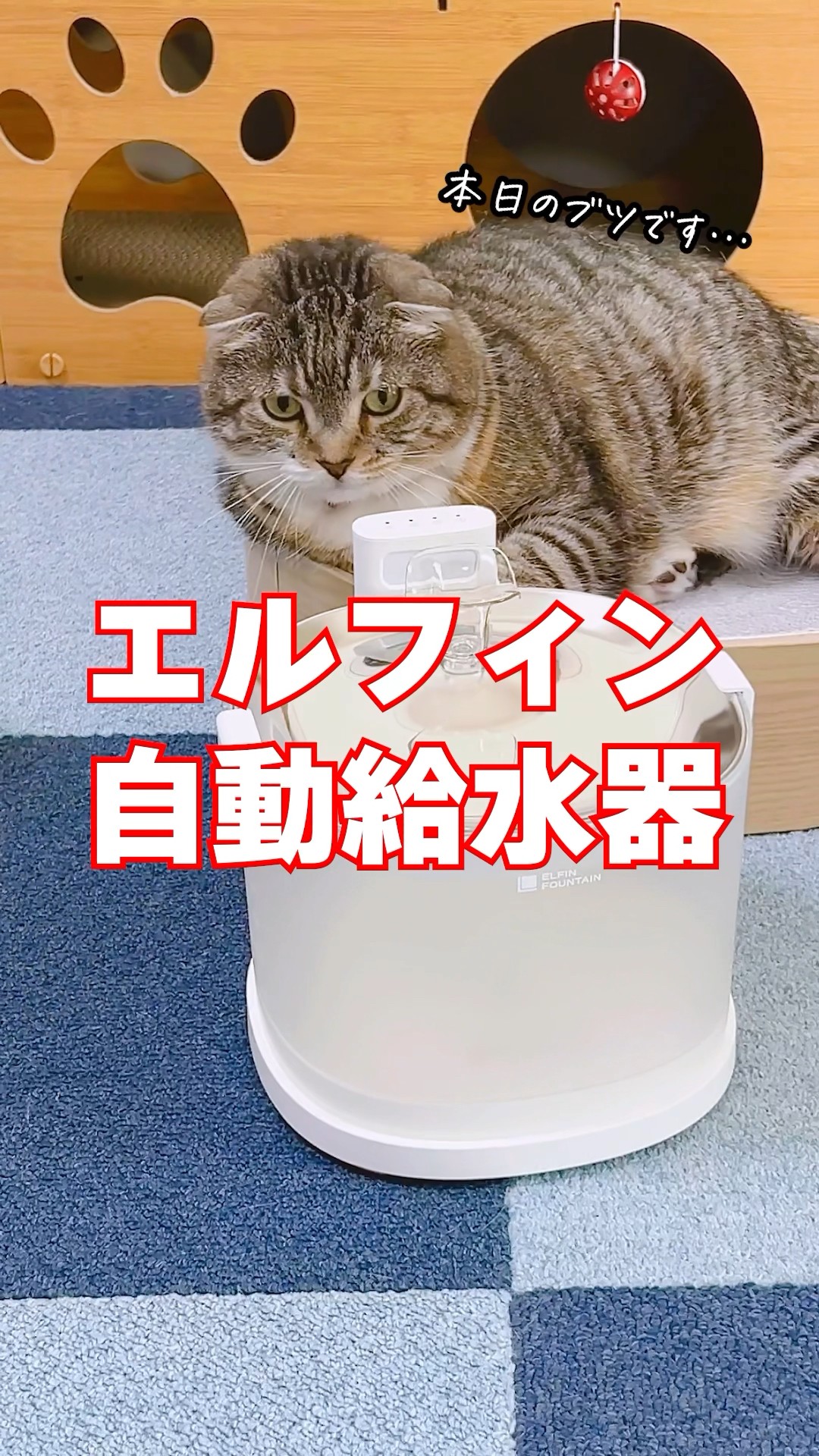 ねこぞー史上最高クラスの自動給水機を見つけてしまったでごわす