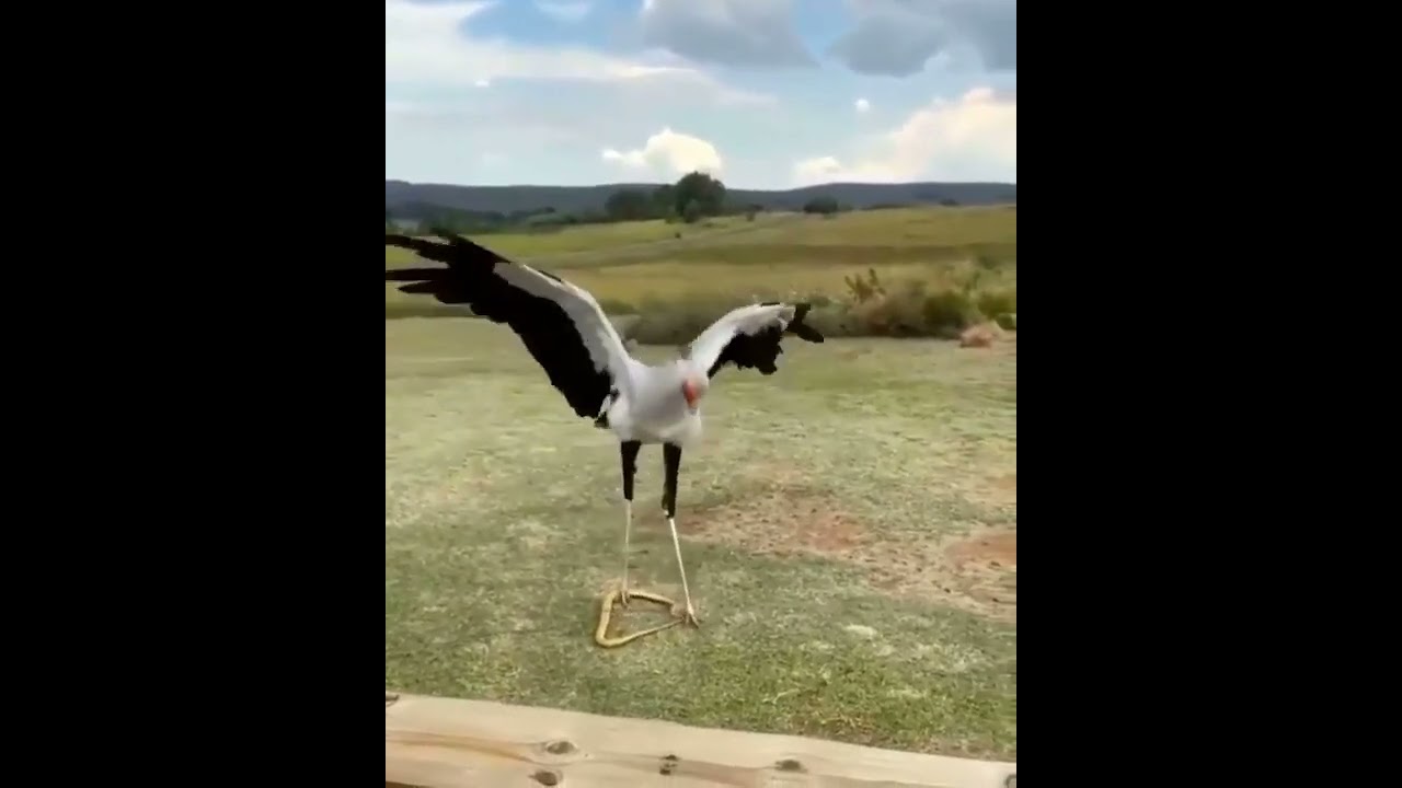 Tap dancing skills of secretary bird 