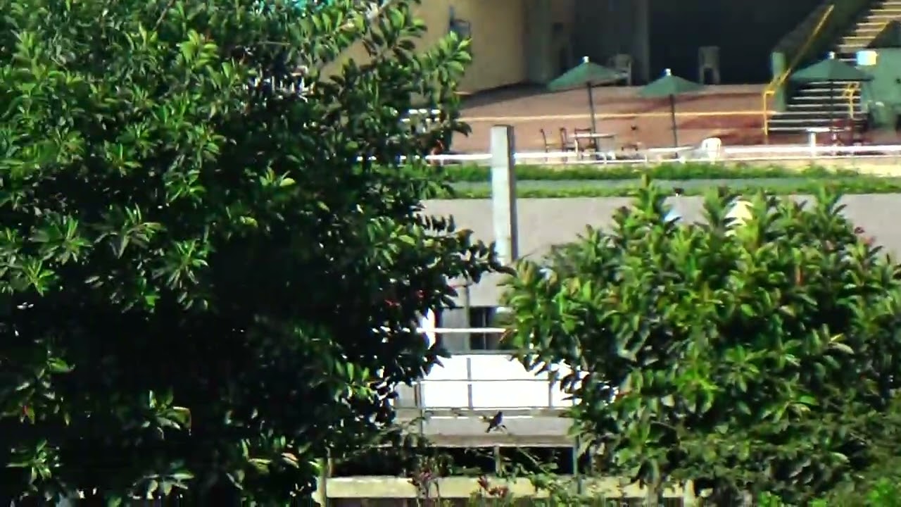 Nyra (Super Nao) H. Rancho Fatima 25.02.26