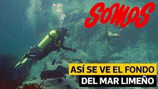 Buceo en Pucusana: Así se ve el fondo marino limeño | #VideosEC