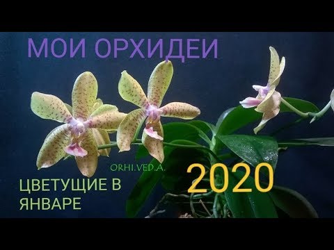 МОИ ОРХИДЕИ, ЦВЕТУЩИЕ В ЯНВАРЕ 2020 _