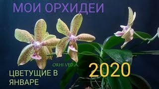 МОИ ОРХИДЕИ, ЦВЕТУЩИЕ В ЯНВАРЕ 2020 _