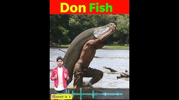 Big monster Arapaima fish | #shorts