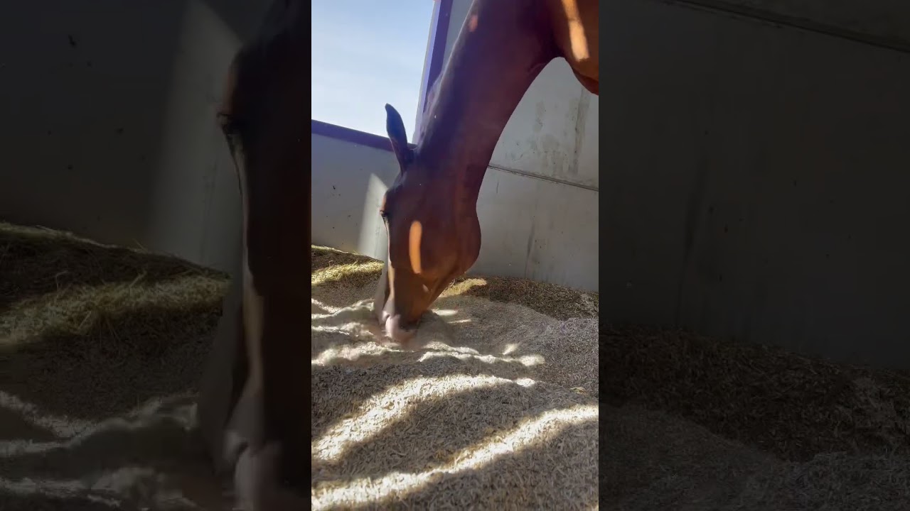 Horse playing with new bedding! Aubiose