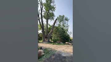 Big Nasty Maple Removal #chainsaw #lumberjack #trees #chainsawman #treetrimming #treeclimbing #wow