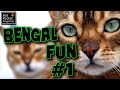 Bengal cat fun #1 – talking, playing, birds, flies, THUNDER!