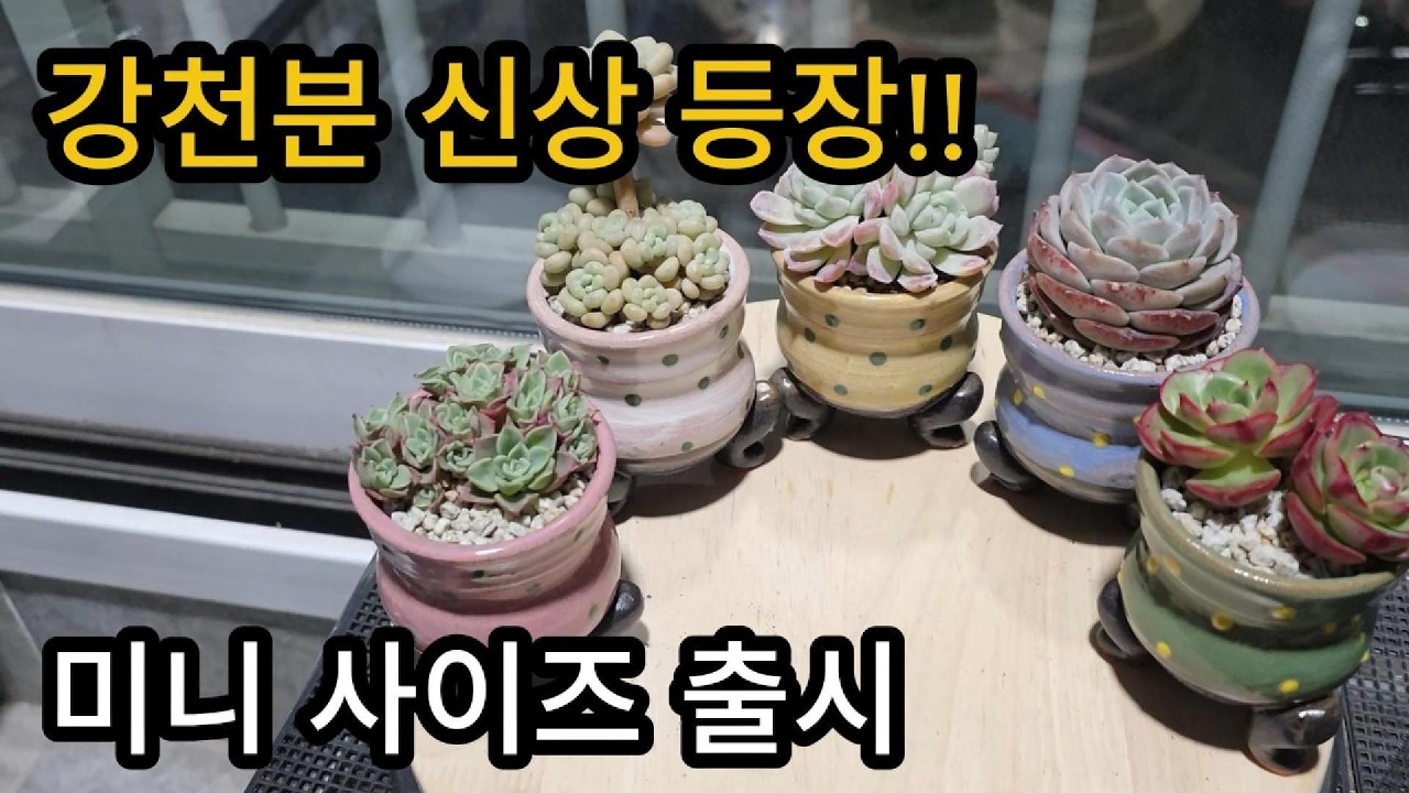 강천분 신상! 드디어 미니 사이즈 나왔어요 #다육식물
