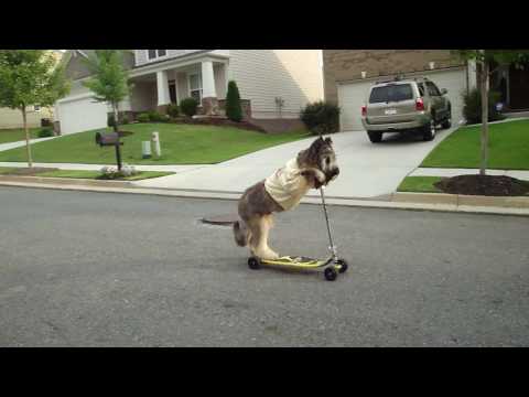 BRIARD  ON SCOOTER - scooting dog