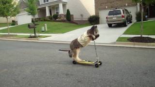 BRIARD ON SCOOTER - scooting dog
