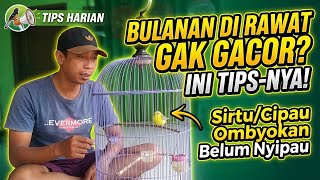 TIPS PERAWATAN BURUNG SIRTU/CIPAU YANG TUDAK KUNJUNG BUNYI NYIPAO..‼️