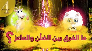 ما الفرق بين الضأن والماعز؟ | معلومات عن الحيوانات | حلقة4