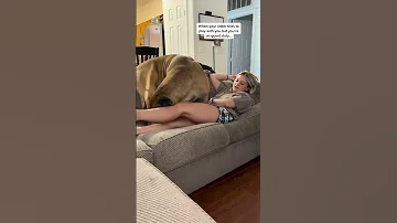 My Vicious GIANT Doggo Brutally Squashes My Daughter Puppy Shorts Funnydogs 