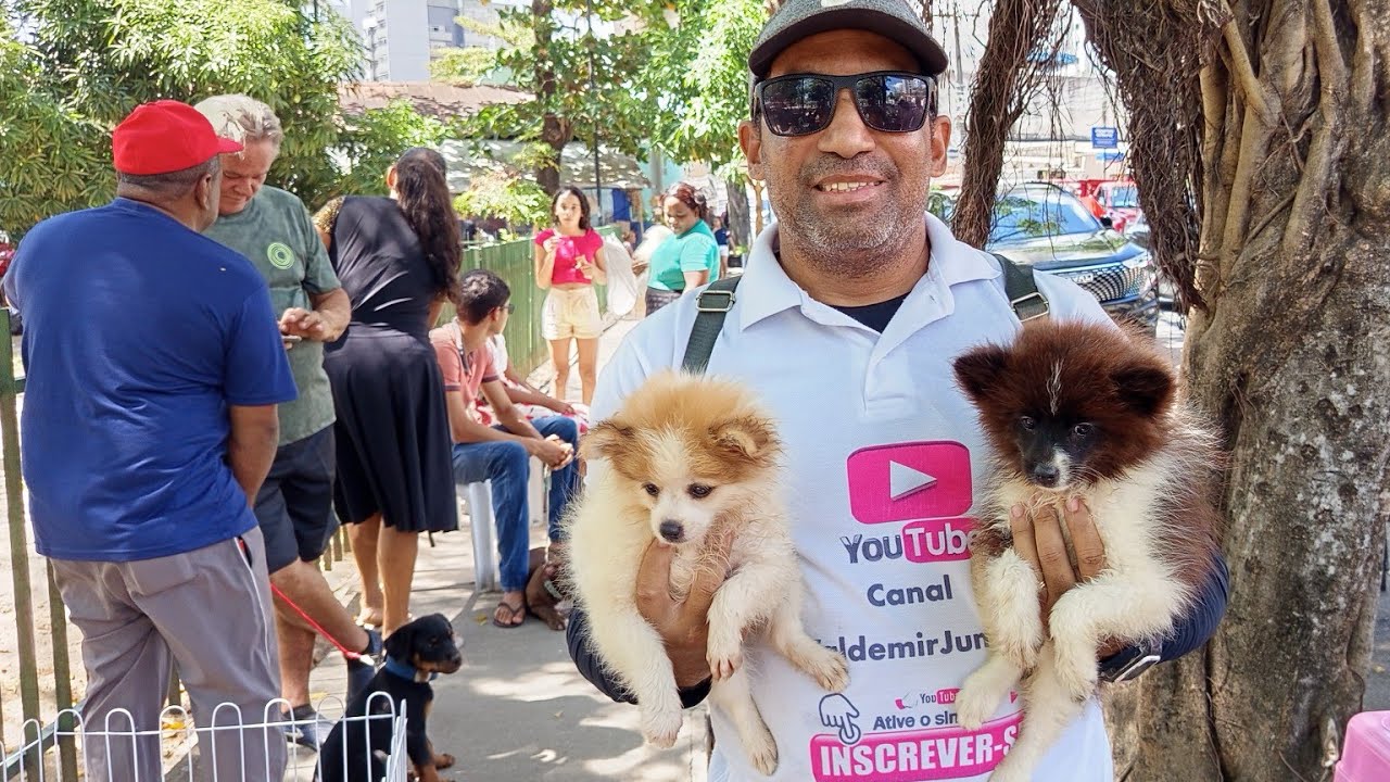 FEIRA DE FILHOTES DE RAÇA, QUAL RAÇA VOCÊ GOSTARIA DE TER?? MADALENA RECIFE - PE.