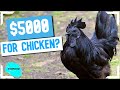 10 Most Expensive Chickens In The World