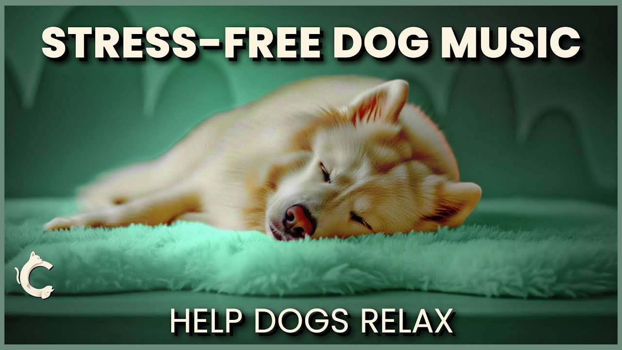 Soothing Dog Music : Reduce Stress & Help Dogs Relax 🐕❤️ 3 Hour Deep Sleep
