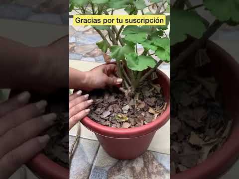 Video: Manejo de la pudrición de raíz en zanahorias: cómo tratar las zanahorias con pudrición de raíz negra