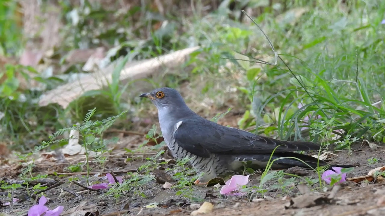 Eurasian Cuckoo 