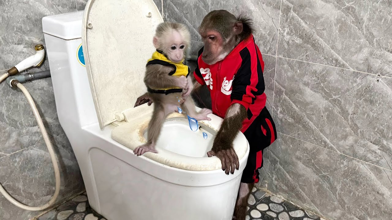 Monkey ABU helps baby monkey go toilet every morning!