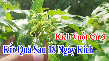 Kích Kéo Cử 3 - Xoài Trái Vụ 2025 |Gốc Cù Lao|#0986289491
