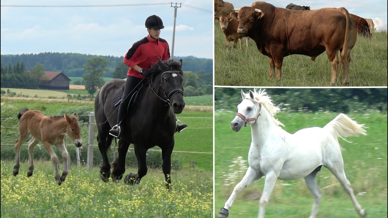 14-letni Aleksander hoduje konie | Jazda konna i skoki przez przeszkody