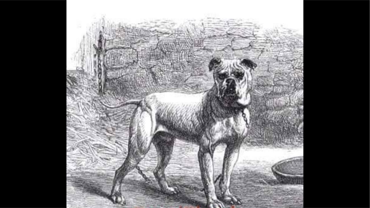 THE MASTER OF ALL BULLDOGS IS THE BEST DOG BREEDER AND MOST KNOWLEDGEABLE ABOUT ALL BREEDS OF DOGS