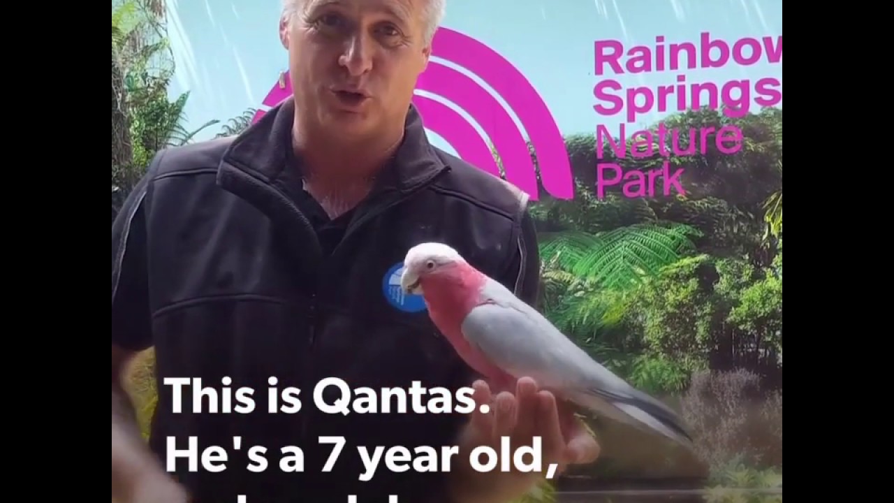 Meet Qantas at the NEW Rainbow Springs Bird Show!