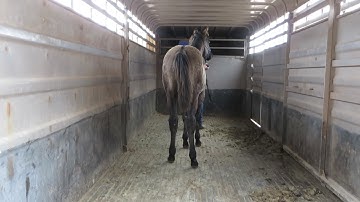 Saturn 2018 MFT Grulla Colt Trailer Loading