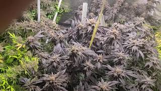 Marshydro grow journal 2 days before harvest
