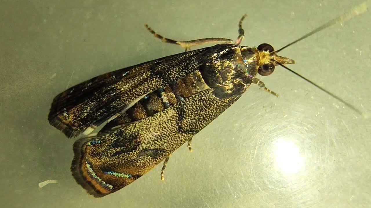 Morling Insect Moringa Leaf Caterpillar moth (Noorda blitealis) - YouTube