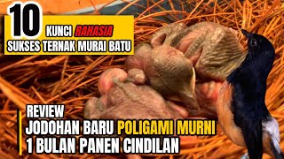 Review Jodohan Baru Poligami ||  1 Bulan Bisa Panen CINDILAN