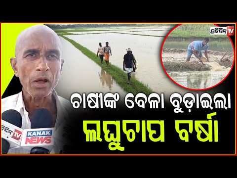 ଚାଷୀଙ୍କ ଭେଳା ବୁଡ଼ାଇଲା ଲଘୁଚାପ ବର୍ଷା,  ଶହଶହ ଏକର ଧାନତଳି ନଷ୍ଟ ! Low pressure rain, Keonjhar.