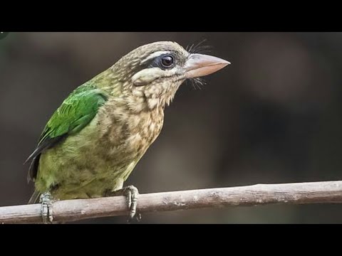 MASTERAN GACOR \u0026 PIKAT BURUNG TAKUR BULTOK SUARA PANCINGAN PARK 1 | KICAU SUARA BURUNG